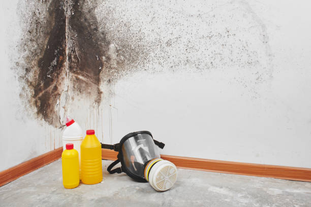 Best Attic Mold Removal  in Hubbard, OH