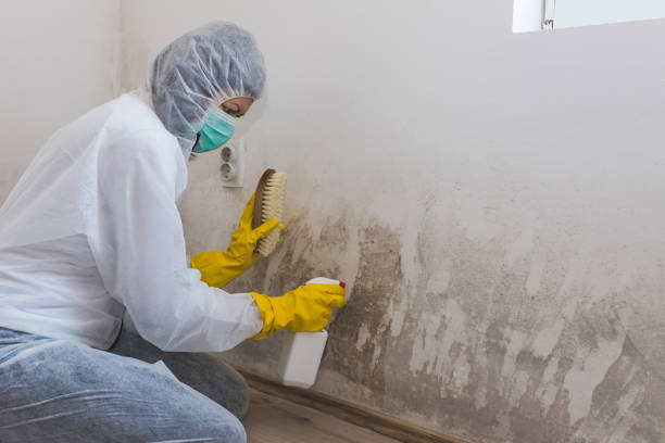 Mold Removal Process in Hubbard, OH
