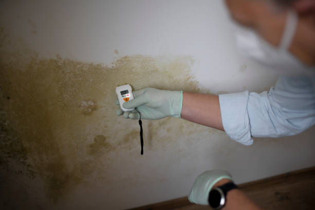 Best Certified Mold Removal  in Hubbard, OH