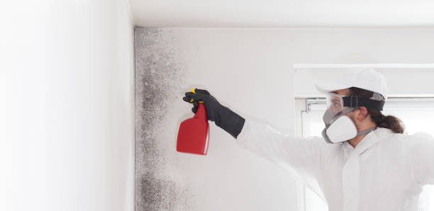 Office Mold Removal Services in Hubbard, OH