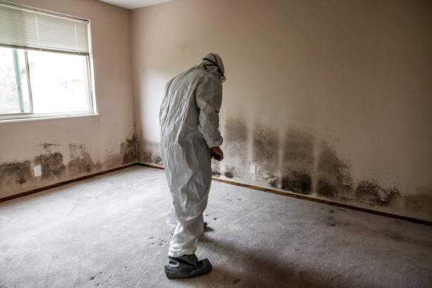 Best Residential Mold Removal  in Hubbard, OH