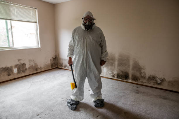 Best Black Mold Removal  in Hubbard, OH