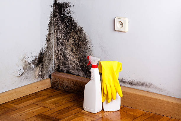 Best Mold Removal Process  in Hubbard, OH