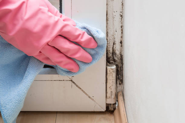 Best Mold Cleaning Services  in Hubbard, OH