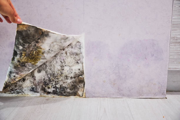 Professional Mold Removal in Hubbard, OH